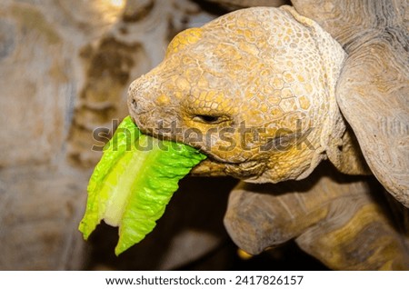 Close up photo of a Turtle, Tortoise 