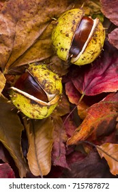 Close up photo of two conkers, chestnuts, buckeyes among passel dry autumn fall foliages in warm colors. - Shutterstock ID 715787872