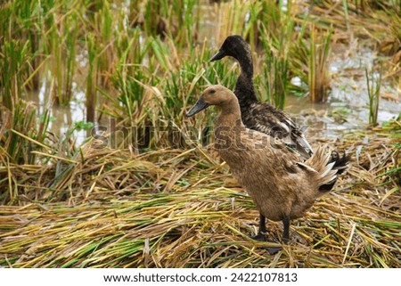 close up photo of two ducks standing on wet straw in the middle of a rice field.  ducks with different feather patterns and colors.