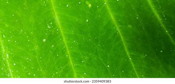 Close up photo of water drops on a taro green leaf