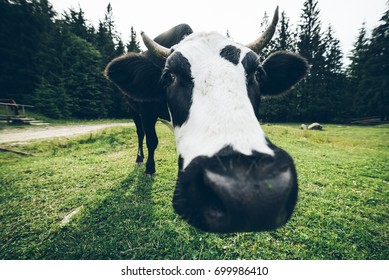Close Up Photo Of White Black Cow With Bell