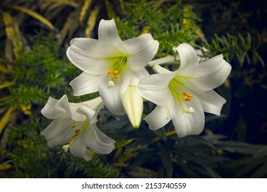 A Close Up Photo Of White Lilies At Mantio Park In Spokane, Washington.