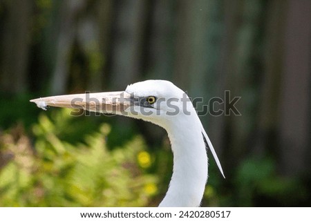close up photo of a white stork showing its head and beak against a bokeh background,close up head of white stork bird,showcasing head and beak,