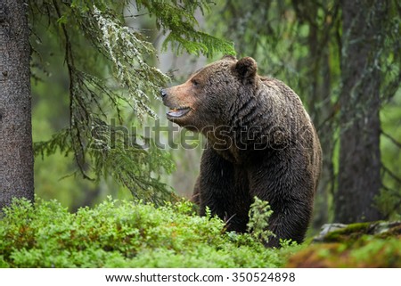 Similar – Braunbär im Wald Safari