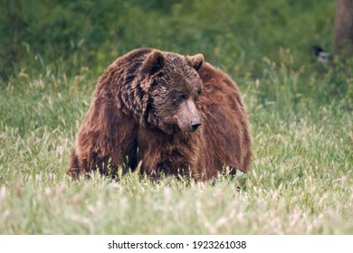 Ours Brun Hd Stock Images Shutterstock