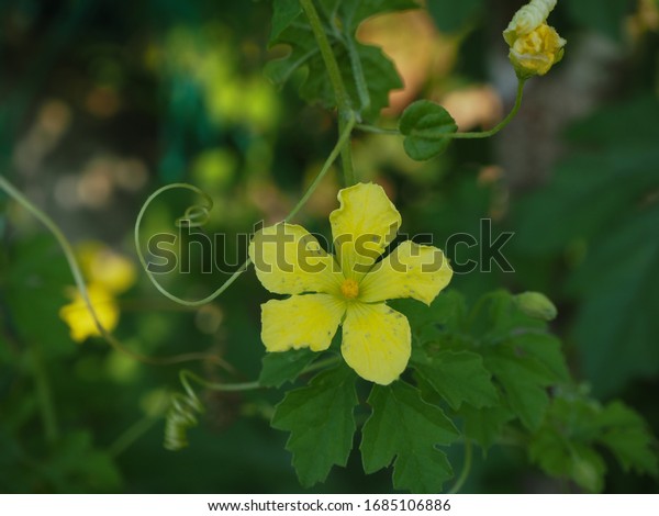 Close Photo Yellow Bitter Gourd Flower Stock Photo Edit Now