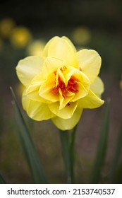 A Close Up Photo Of A Yellow Double Daffodil At Manito Park In Spokane, Washington.