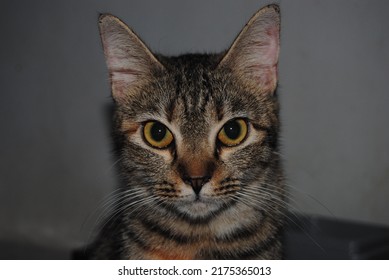 Close up photo of yellow eyed striped gray (grey) house cat (Moggie or Moggy) looking fiercely to the camera. The scientific name is Felis catus