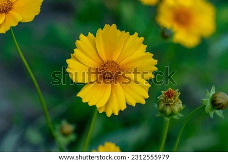 Close up photo of yellow flower: Lance-leaved coreopsis