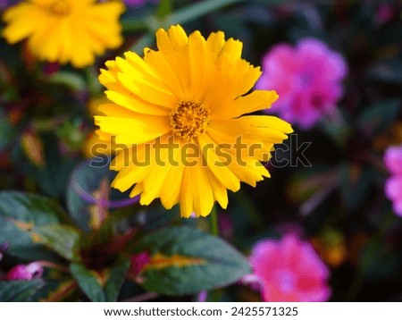 Close up photo of yellow flower: Lance-leaved coreopsis. selected focus.
