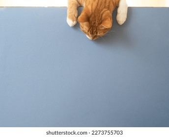 Close up photo of yellowish domestic tabby cat looking down for copy space or space for text. Concept of pet or domestic animals. - Powered by Shutterstock