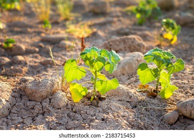 Close photo of a young green plants on the drying ground in the rays of the setting sun