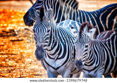 Close up photo of zebras in Bandia resererve, Senegal. It is wildlife animals photography in Africa. There is mother and her zebras baby. There is sunny day.