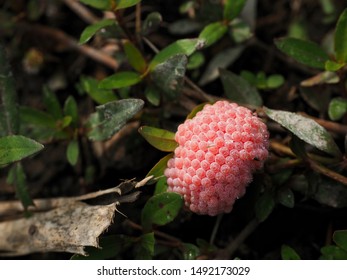 Close Photograph Apple Snail Eggs Telur Stock Photo (Edit Now) 1492173029