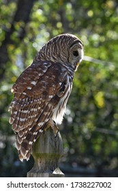 Up Close Photograph Of A Barred Owl Sitting On A Post On A Sunny Afternoon In Spring Texas. 