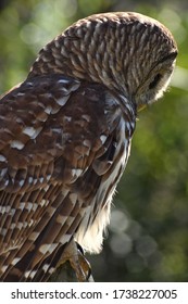 Up Close Photograph Of A Barred Owl Sitting On A Post On A Sunny Afternoon In Spring Texas. 