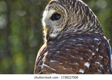 Up Close Photograph Of A Barred Owl Sitting On A Post On A Sunny Afternoon In Spring Texas. 