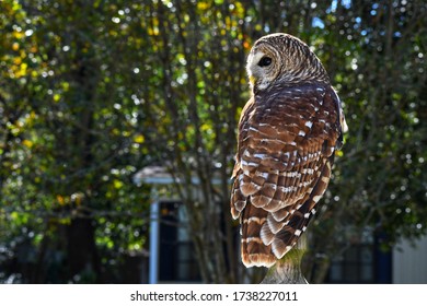 Up Close Photograph Of A Barred Owl Sitting On A Post On A Sunny Afternoon In Spring Texas. 