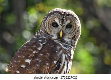 Up Close Photograph Of A Barred Owl Sitting On A Post On A Sunny Afternoon In Spring Texas. 