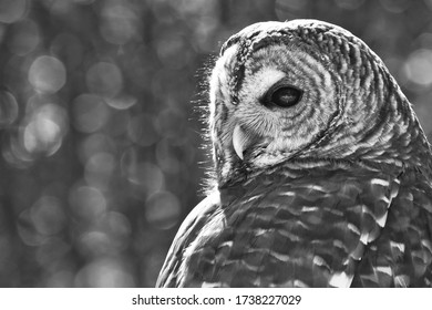 Up Close Photograph Of A Barred Owl Sitting On A Post On A Sunny Afternoon In Spring Texas. 