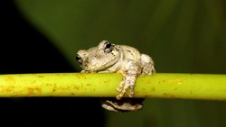 Close Up Photograph Of A Brown Tree Frog Sitting On A Green Branch. Selective Focus On The Head Of The Tree Frog. 