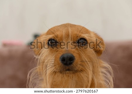 A close up photograph capturing the face of a small reddish dog with characteristic scruffy textured fur and expressive dark eyes. The dog shows an alert and endearing expression typical of terrier type breeds.
