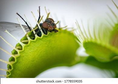 A Close Up Photograph Of A Common Green Bottle Fly Insect Caught Inside A Carnivorous Venus Fly Trap Plant 