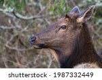 A CLOSE UP PHOTOGRAPH OF A FEMALE ROOSEVELT ELK IN CANNON BEACH OREGON