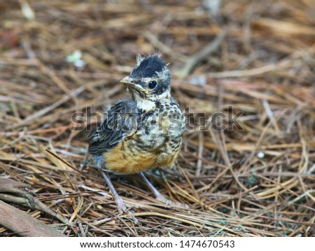 Close up photograph of a fledgling American Robin bird with pin feathers and an egg tooth. Selective focus on the bird. 