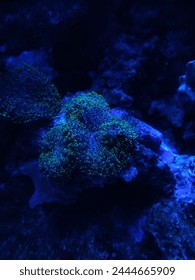 close up photograph flowerpot coral, blue lighting, luminescent, glow in the dark, underwater, bright, aquarium, in aquaria klcc malaysia Arkistovalokuva