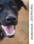 Close up photograph of a happy dogs nose.