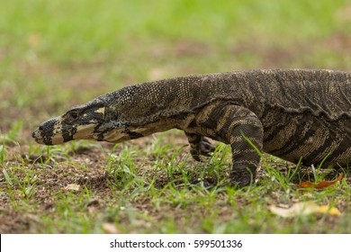 Lace Monitor High Res Stock Images Shutterstock