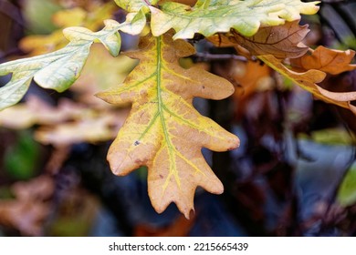 Close Up Photograph Of A Leaf Turning Colour In Autumn