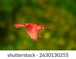 Close up photograph of a Red Northern Cardinal, Cardinalis cardinalis, flying with spread wings against a defocused green background with copy space