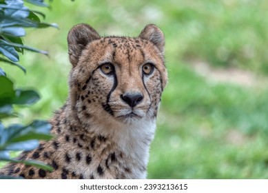 A close up photograph of a single cheetah resting. Game Reserve, South Africa. - Powered by Shutterstock