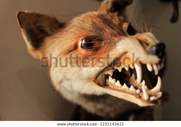A close up\
photograph a vintage taxidermy fox, focused on his glass eye with\
everything else left out of\
focus.
