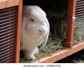 Close up photograph of a white French Lop rabbit