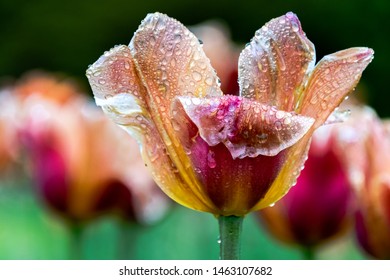 Close Up Photography of Blooming Images - Powered by Shutterstock