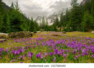 Close up photography of crocus flowers in full bloom. Photo was taken with selective focus within a lovely landscape with mountains in the background.