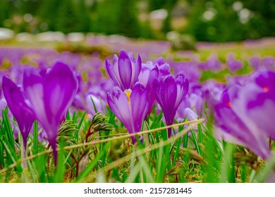 Close up photography of crocus flowers in full bloom. Photo was taken with selective focus. Blooming crocuses on a meadow in spring season