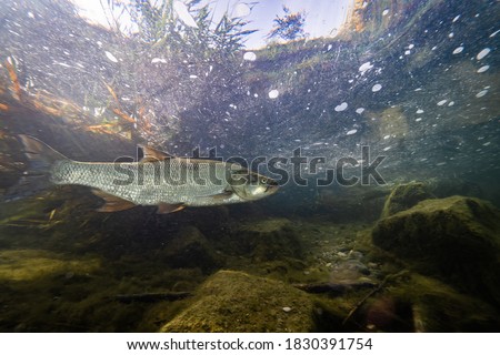 Close up photography of predatory fish Asp (Aspius aspius). Freshwater fish in the clean river.