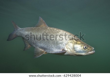 Close up photography of predatory fish Asp (Aspius aspius). Freshwater fish in the clean river and  green background. Swimming Asp fish.