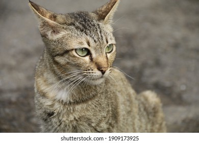 629 Felis domesticus Images, Stock Photos & Vectors | Shutterstock