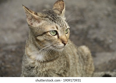 629 Felis domesticus Images, Stock Photos & Vectors | Shutterstock