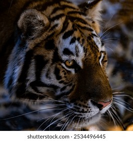 close up photography to a tiger face from the left side and detailed hairs in a safari or zoo Stock photo made with 105mm lens - Powered by Shutterstock