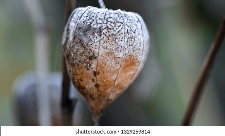 Close up of a physalis in winter 