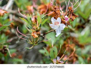 Close Up Of Physocarpus Opulifolius Diabolo