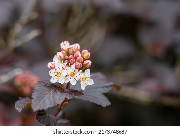 Close Up Of Physocarpus Opulifolius Diabolo