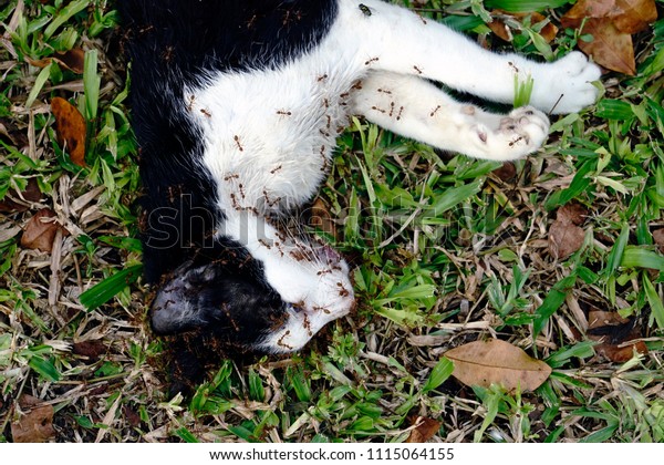 Close Pic Dead Baby Cat Red Stock Photo 1115064155 | Shutterstock