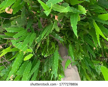 a close up pic of a tree